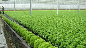 XKLĐ làm nông nghiệp tại Nhật Bản có những công việc gì?