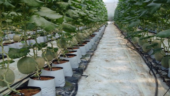 Tuyển 10 (nữ) làm nông nghiệp tại tỉnh kouchi, Nhật Bản